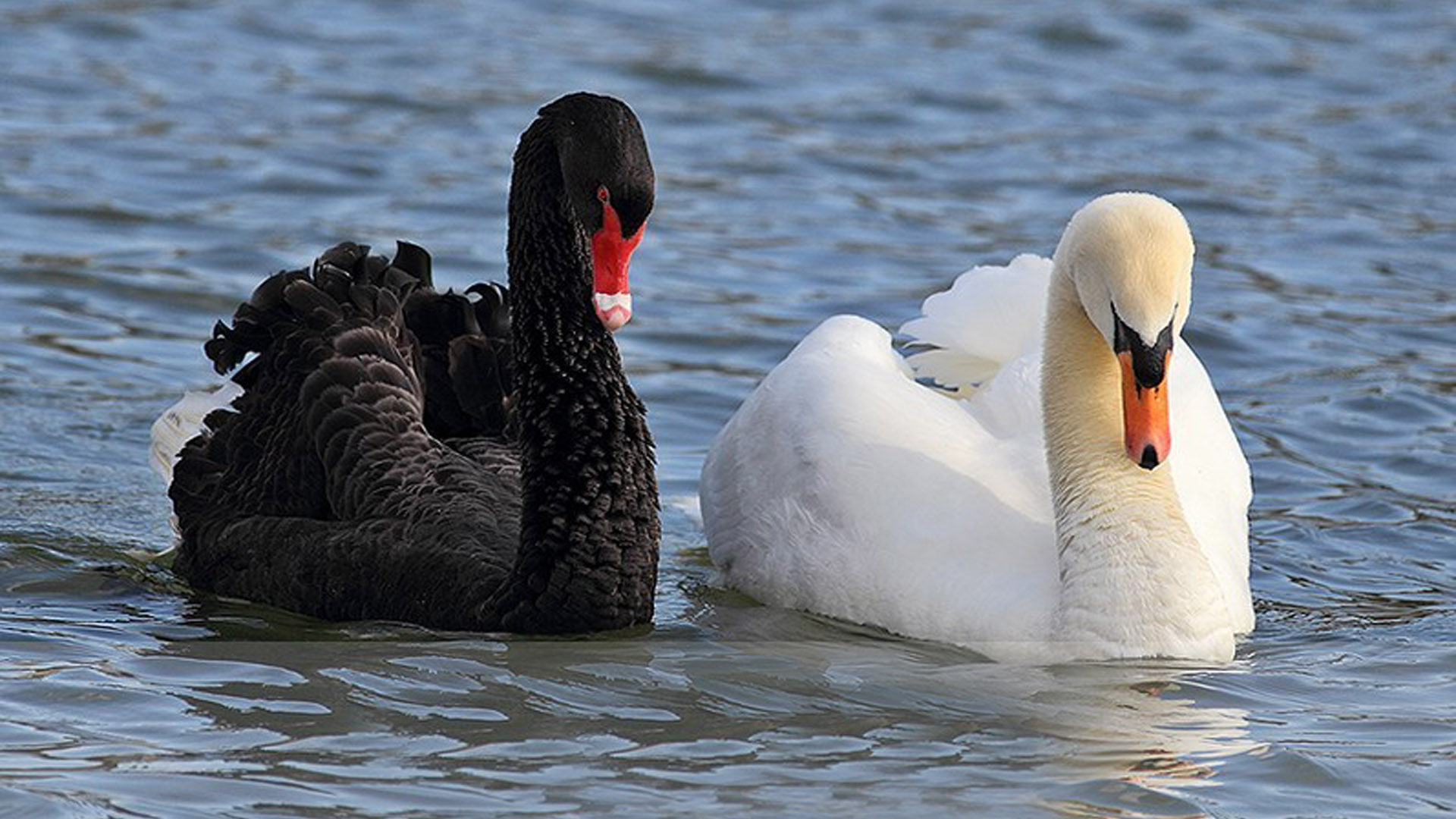Bia Swan